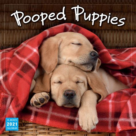🔥 Download Audiobook 2021 Pooped Puppies 16-Month Wall Calendar