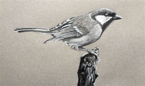 😈 Download Bird Art: Drawing Birds using Graphite & Coloured Pencils