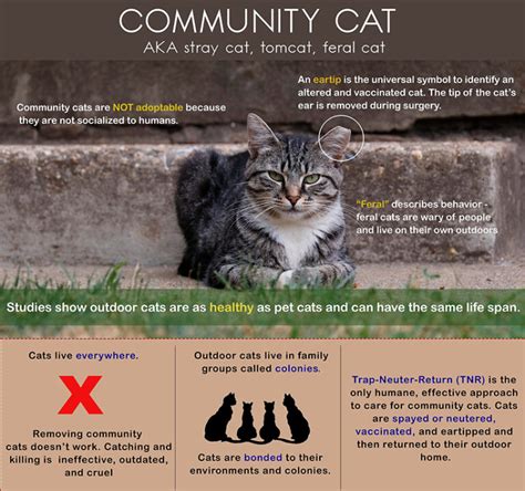 🤯 Free Download Ebook Community Cats