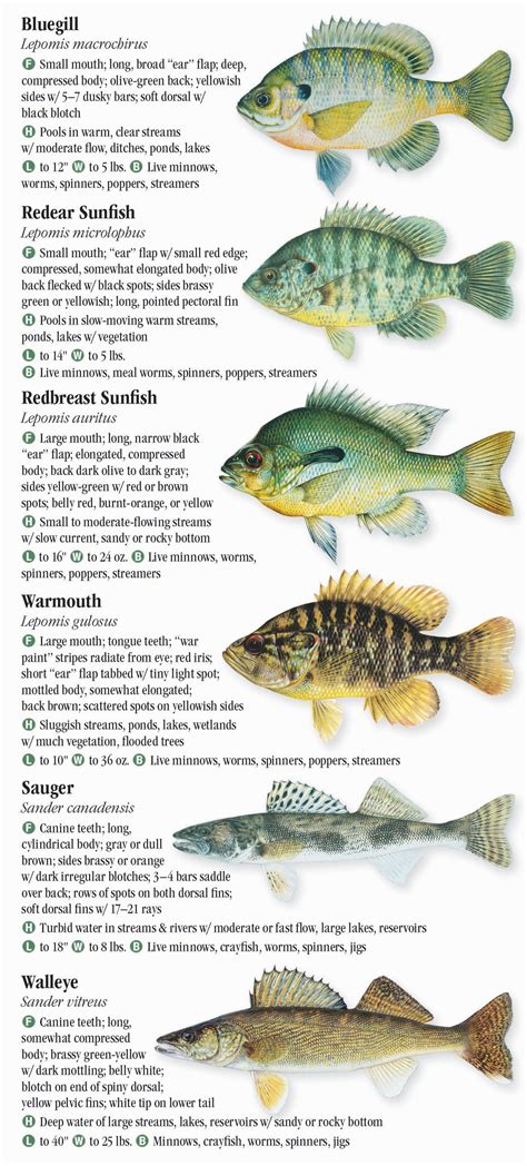 😲 Free Download Fishes of Arkansas