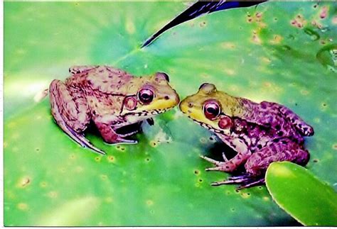 🔥 Download Audiobook Kissing Frogs