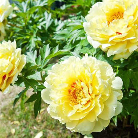 🤑 Download Link Peony: The Best Varieties for Your Garden