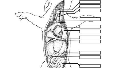 Reading Pdf fetal pig dissection bio lab answers Kindle Edition PDF - 8